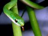 초록뱀 (동물이름사전)