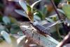 썩덩나무노린재 Halyomorpha halys (Brown Marmorated Stink Bug)