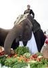 Elephants of New Guinness Record for eating 490kg of fruits and vegetables in 45 minutes