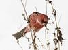 양진이 / 수컷 | 양진이 Carpodacus roseus (Pallas's Rosefinch)