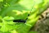 남색초원하늘소 Agapanthia pilicornis (Agapanthia Long-horned Beetle), 하늘소과(Cerambycidae)