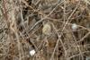딱새 암컷 Phoenicurus auroreus (Daurian Redstart)