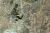 노랑턱멧새 Emberiza elegans (Yellow -throated Bunting)