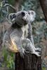 코알라 (Koala)
