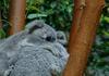 코알라 (Koala)