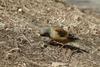 콩새 Coccothraustes coccothraustes (Hawfinch)