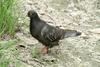 비둘기 Columba livia domestica (Feral Pigeon)