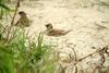 모래 목욕을 하는 참새들