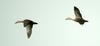비행(?) 흰뺨검둥오리 Anas poecilorhyncha (Spotbill)