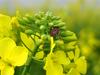 꽃속에 숨은 알락수염노린재 Dolycoris baccarum (Sloe Bug)