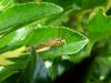 황각다귀 Nephrotoma virgata (Yellow Gnat) / 파리목 각다귀과