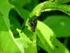 잎벌레류의 애벌레 -- 아마도 버들잎벌레