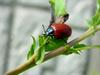 사시나무잎벌레 Chrysomela populi (Red Poplar Leaf Beetle)