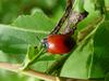 사시나무잎벌레 Chrysomela populi (Red Poplar Leaf Beetle)