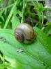 맑은 날 풀잎 위에서 쉬고 있는 달팽이 한마리