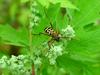 긴알락꽃하늘소 Leptura arcuata (Yellow-banded Longicorn Beetle)