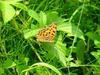 네발나비 Polygonia c-aureum (Asian Comma Butterfly)
