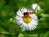 호리꽃등에 Episyrphus balteatus (Marmelade hoverfly)