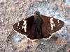 왕자팔랑나비 Daimio tethys (Daimyo Skipper Butterfly)