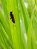 이름모를 곤충 -- 잔디밭에 많이 있다... 벌 종류일까?