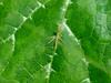 어린 방아깨비(약충) Acrida cinerea (Green Hopper nymph)