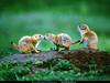National Geographic - Prairie Dogs