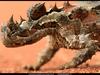 National Geographic - Horned Lizard