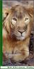 아시아사자(Asiatic Lion/Panthera leo persica)