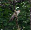 Common Cuckoo(뻐꾸기)