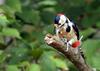 Great-spotted Woodpecker-male