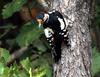 Great-spotted Woodpecker-male