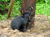 귀여운 검은색 토끼