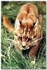 Golden cat(Cats zoo reuterns)