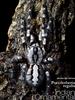 Indian Ornamental(Poecilotheria regalis) Tarantula