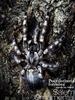 Salem Ornamental(Poecilotheria formosa) Tarantula
