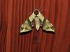녹색박각시 Callambulyx tatarinovii (Green Sphinx Moth)