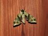 녹색박각시 Callambulyx tatarinovii (Green Sphinx Moth)