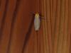 넉점박이불나방 Lithosia quadra (Four-spotted Footman)