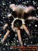 Columbian Redleg(Megaphobema robustum) Tarantula
