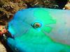 파랑비늘돔(Parrotfish)의 얼굴(눈)