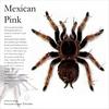 Mexcian Pink(Brachypelma Klaasi) - Exuviae