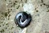 짝짓기 중인 지리산의 산민달팽이 한쌍
