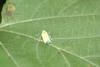 끝검은말매미충 Bothrogonia japonica (Black-tipped Leafhopper)