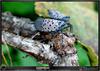주홍날개꽃매미 Lycorma delictula