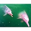아마존 분홍돌고래