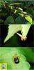 등빨간거위벌레 Tomapoderus ruficollis (Leaf-rolling Weevil)