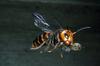 사냥한 꿀벌을 물고 비행하는 장수말벌