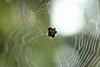 가시거미 Gasteracantha kuhlii (black-and-white shiny spider)