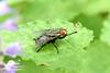검정볼기쉬파리 Helicophagella melanura (Flesh Fly)