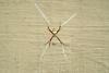 꼬마호랑거미 Argiope minuta (Orb-web Spider)